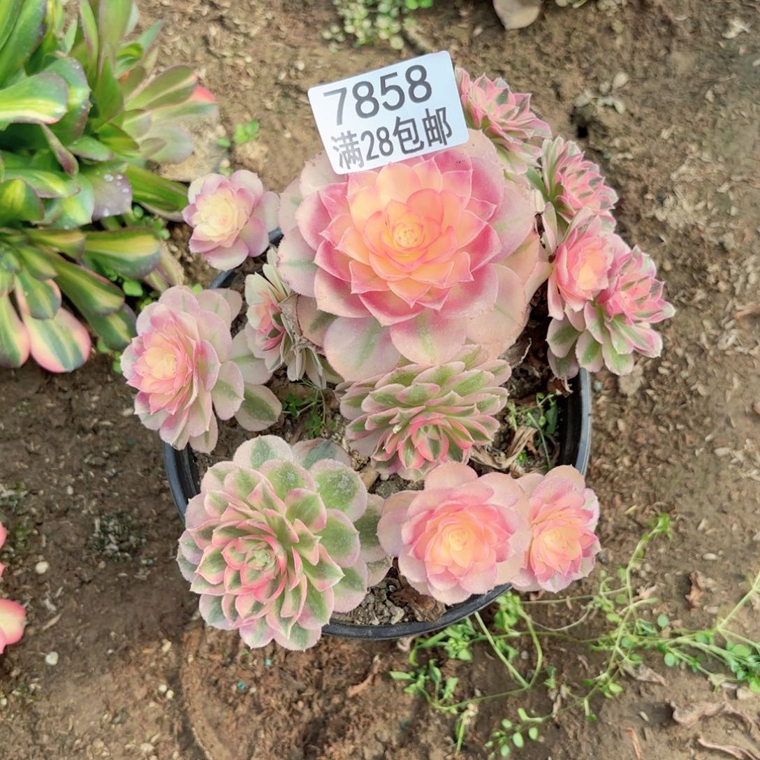 青*A. 7858倾城多肉