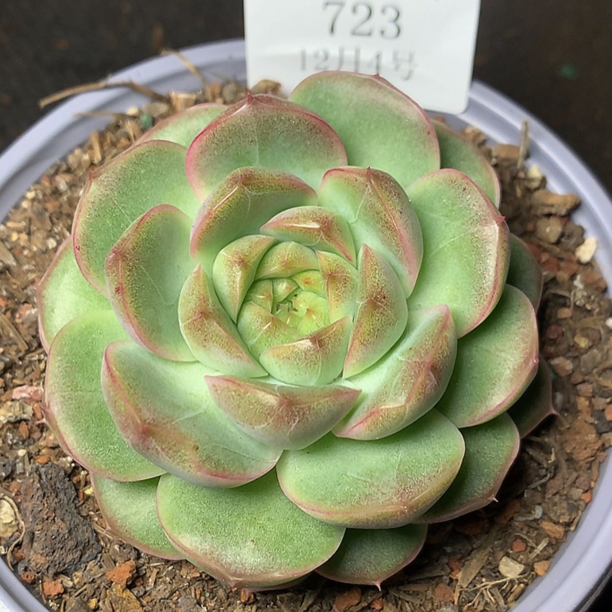 【闪购商品】云723号