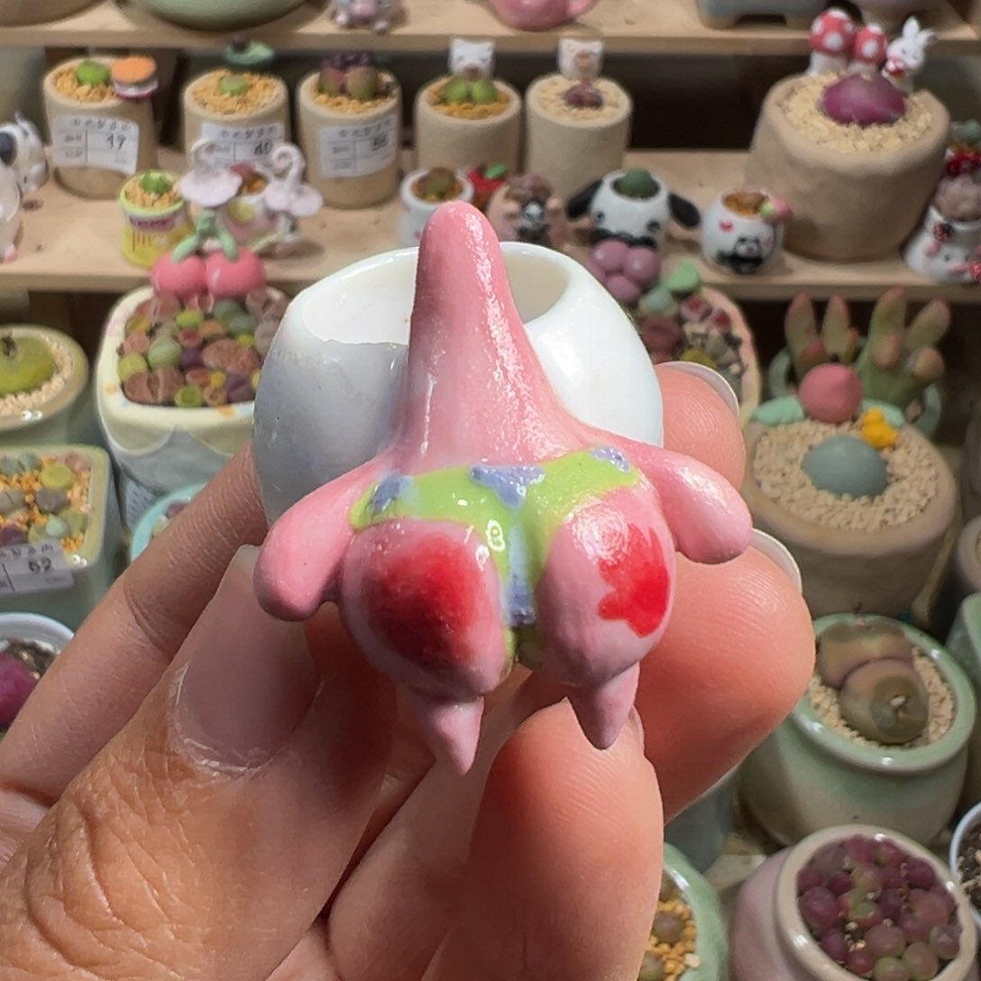 多肉植物70号拇指盆