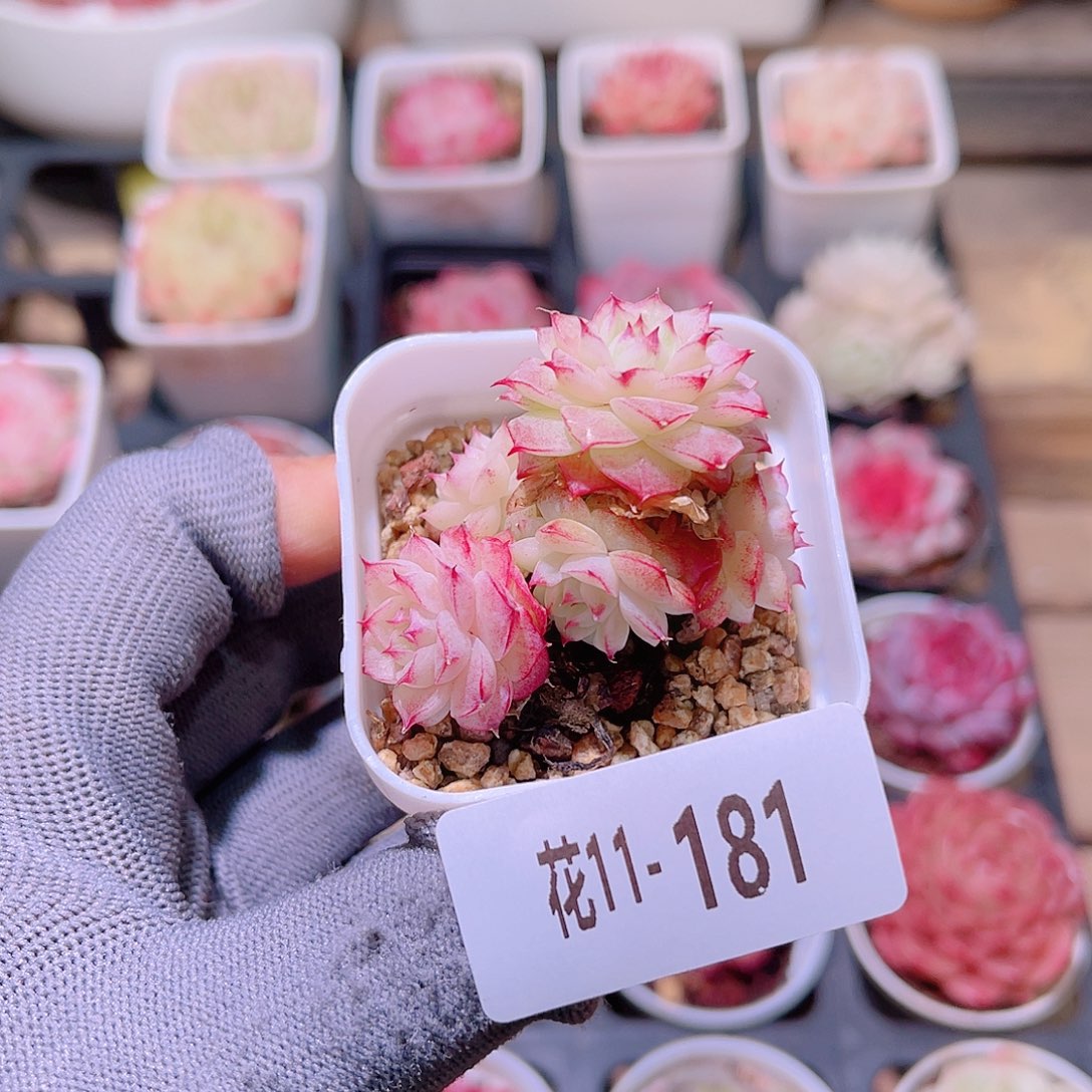 花11-181女王群生
