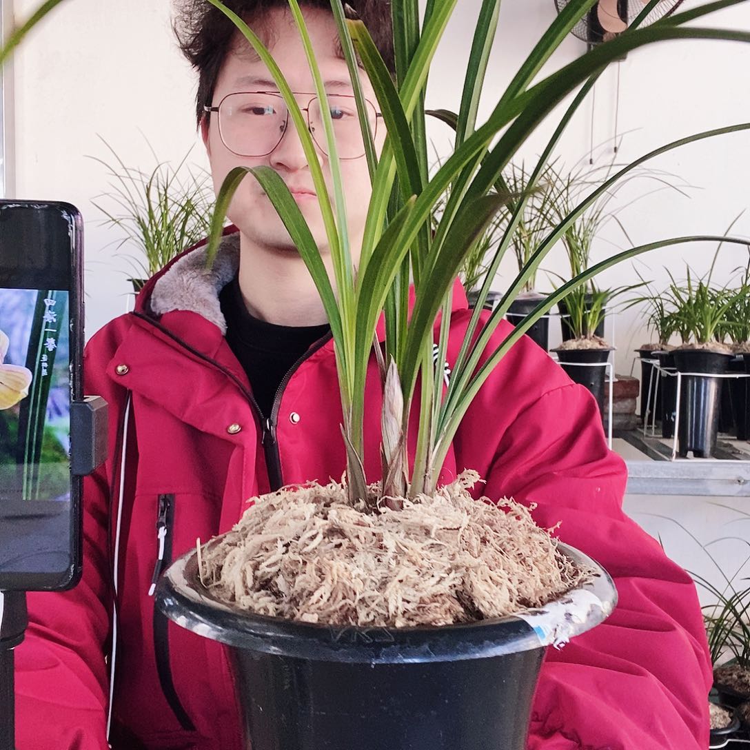 当前无花朵，栽培后可花朵