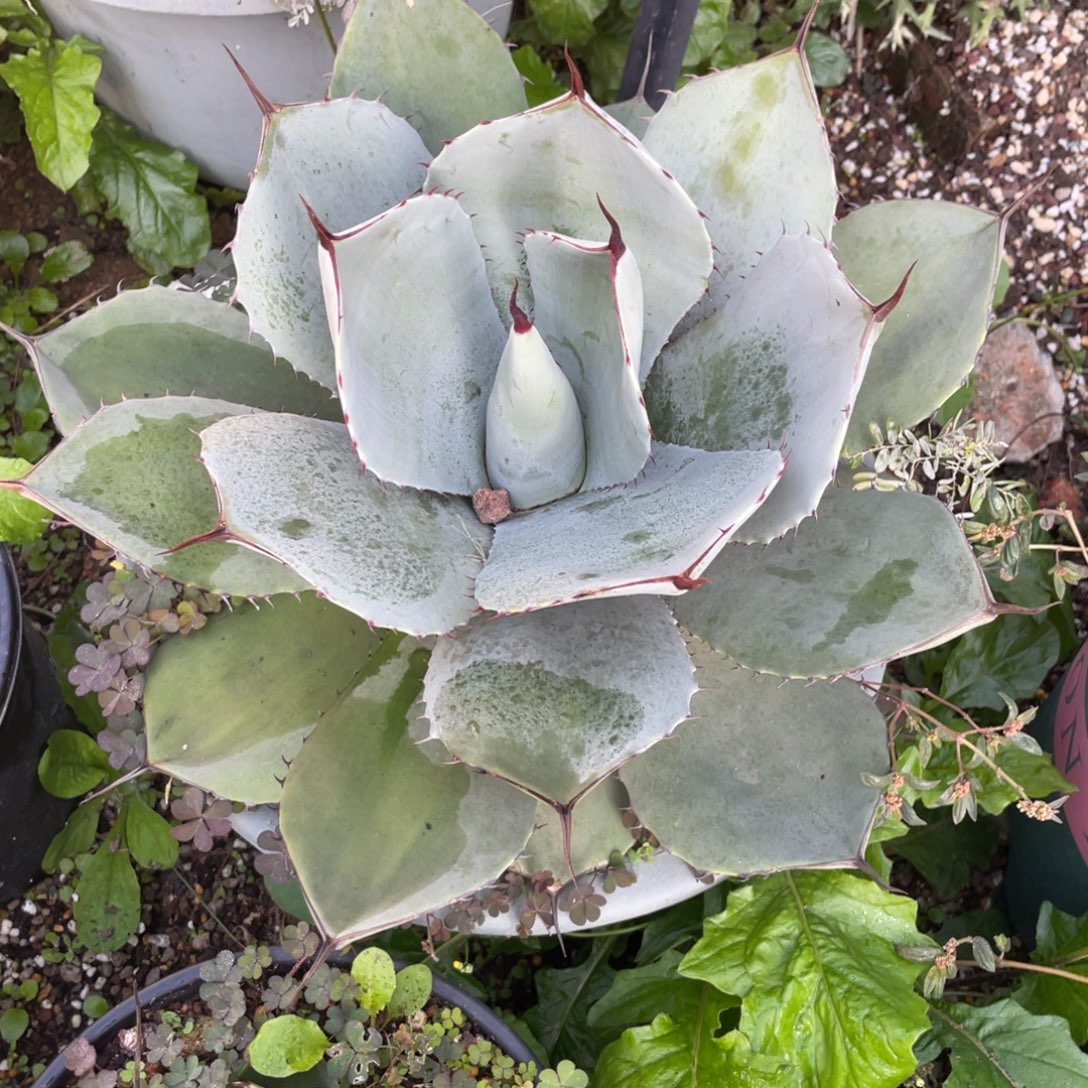 无花朵福克斯龙舌兰