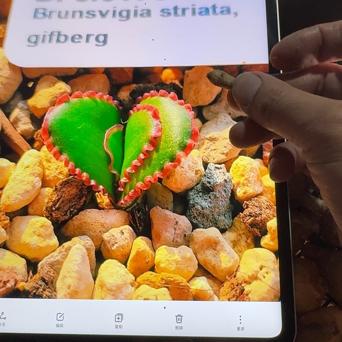 bs红蕾丝灯台百合0.8-0.9cm量拍链接