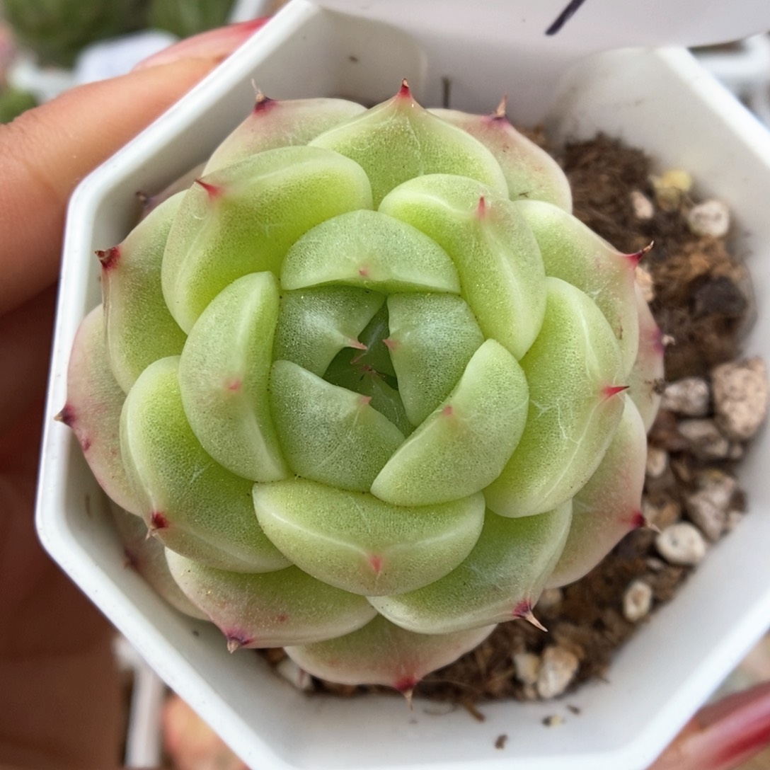 油透麦秆可拍951号。