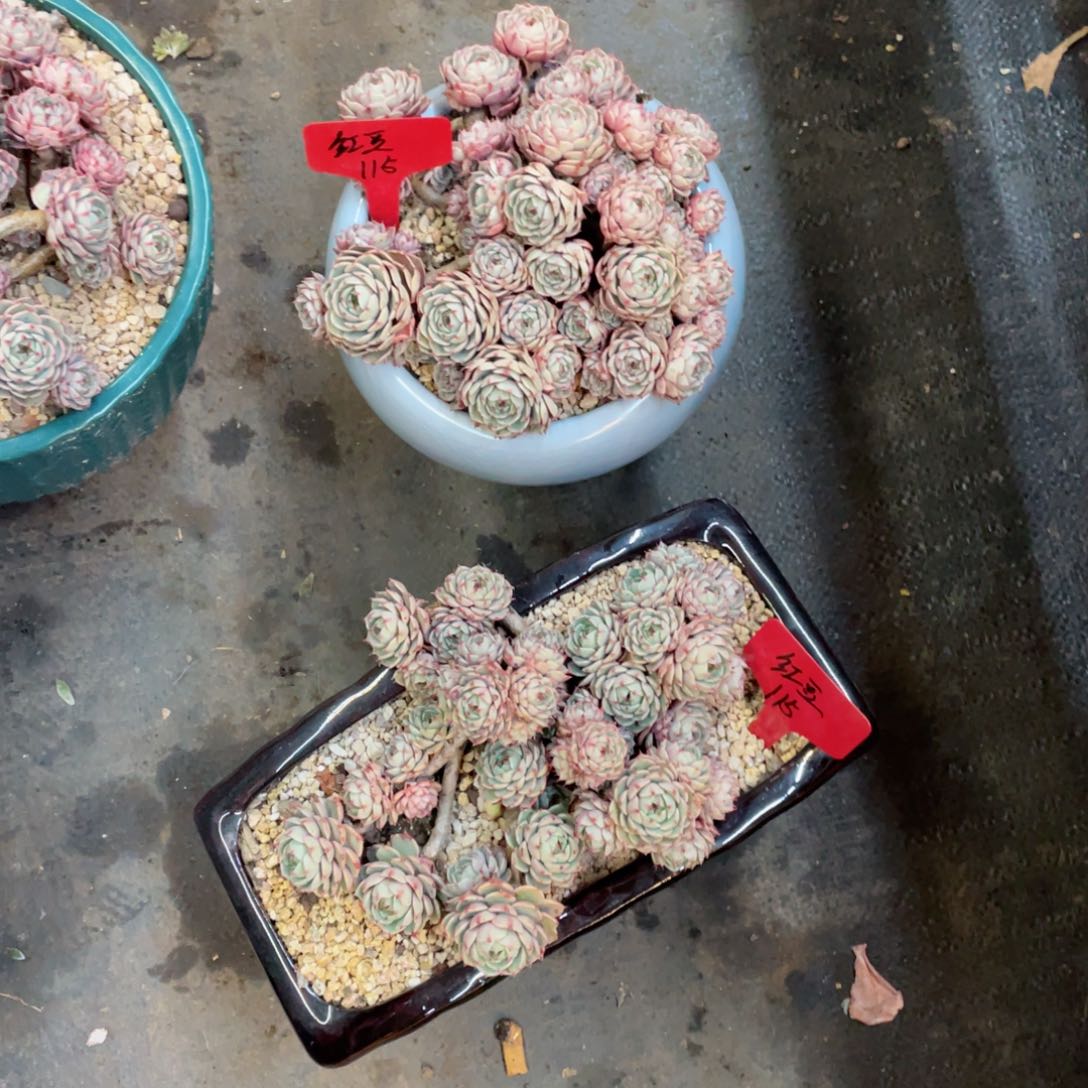 红豆，本吧，两颗，