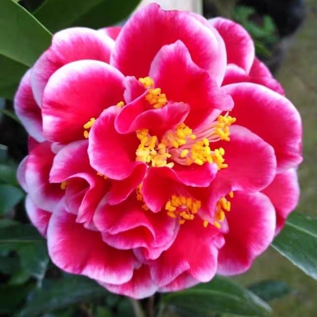 圣诞帽红山茶花树苗盆栽台湾稀有名贵品种花卉园艺常绿植物耐热寒