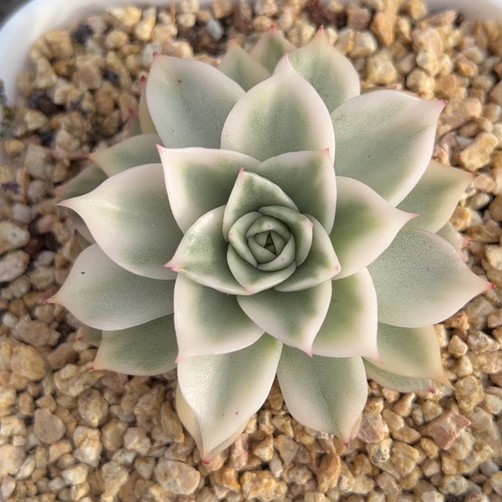 超白麦秆锦一物一拍