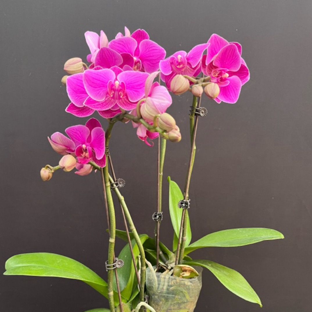 蝴蝶兰花苗带花剑带花苞桌面客厅室内绿植花卉盆栽四季好养活