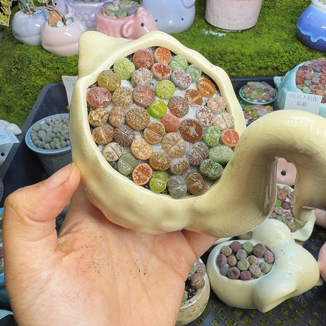 多肉植物福利冲613