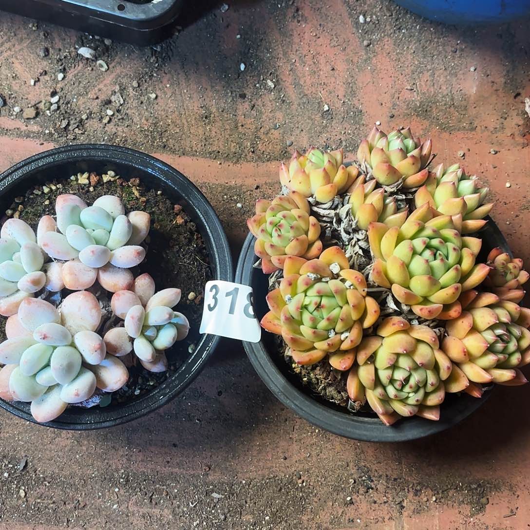 孤寡套餐318一颗蓝龙一颗群身香水