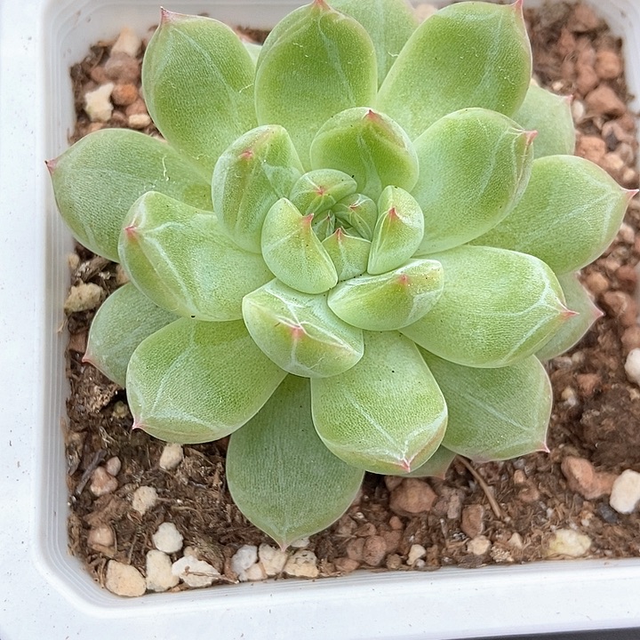 多肉植物雪花2005多肉