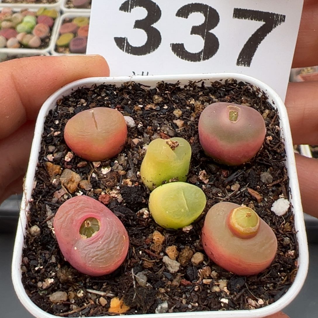 1.17好看的多肉337