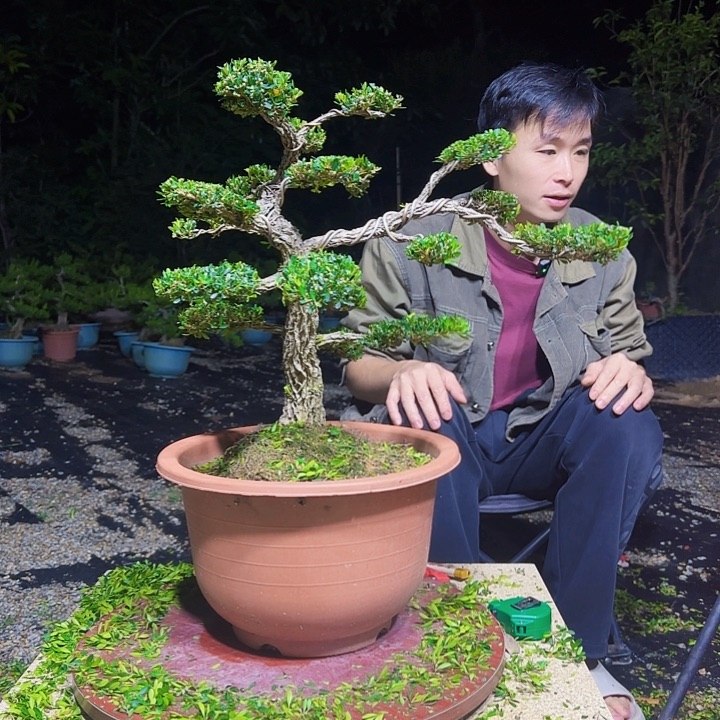 当前无花朵，栽培后可花朵广东小叶邹皮雀舌黄杨