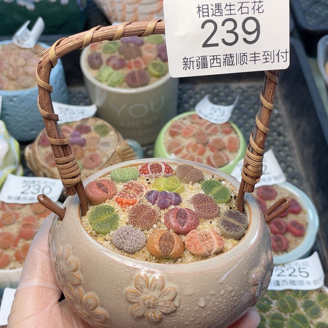 相遇生石花链接239