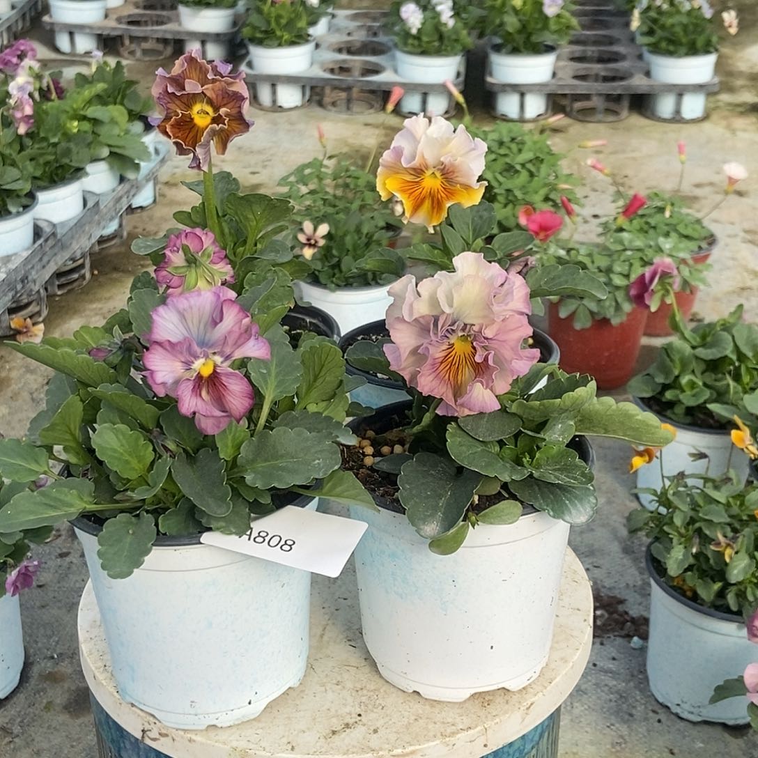 大部分花苞少量开放808