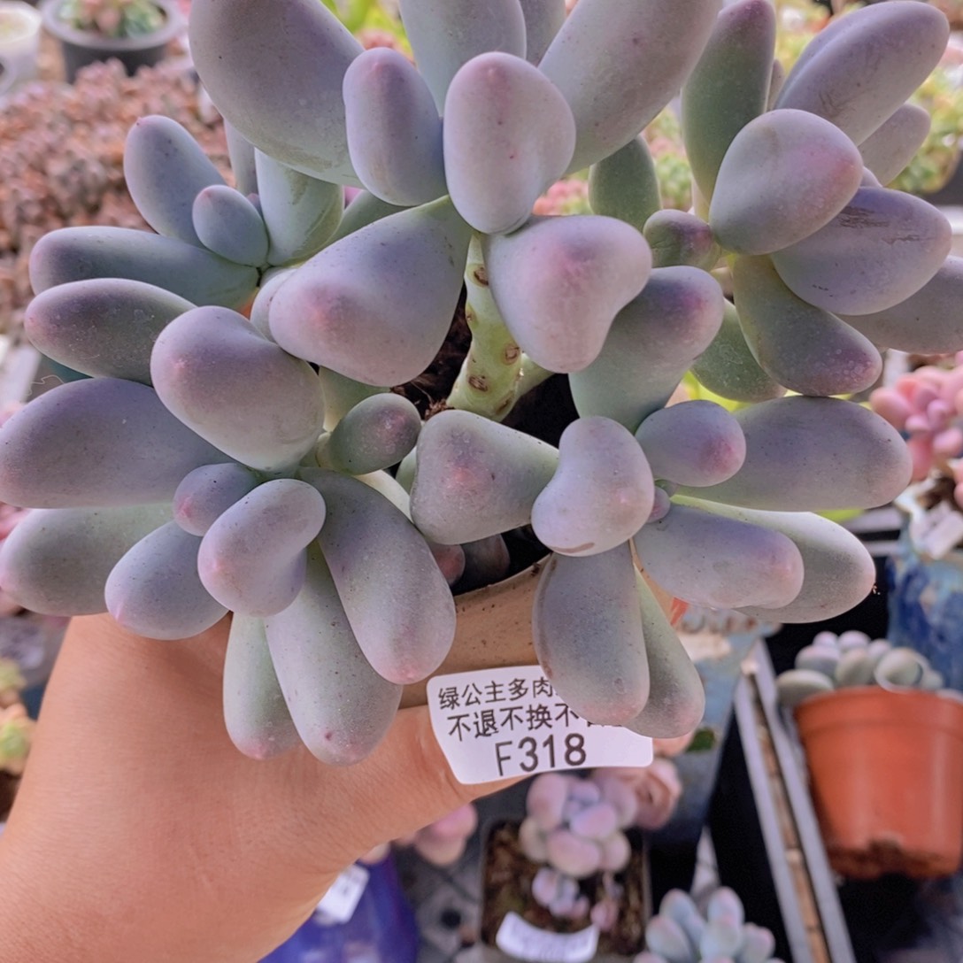 米可奶13cm318多肉植物
