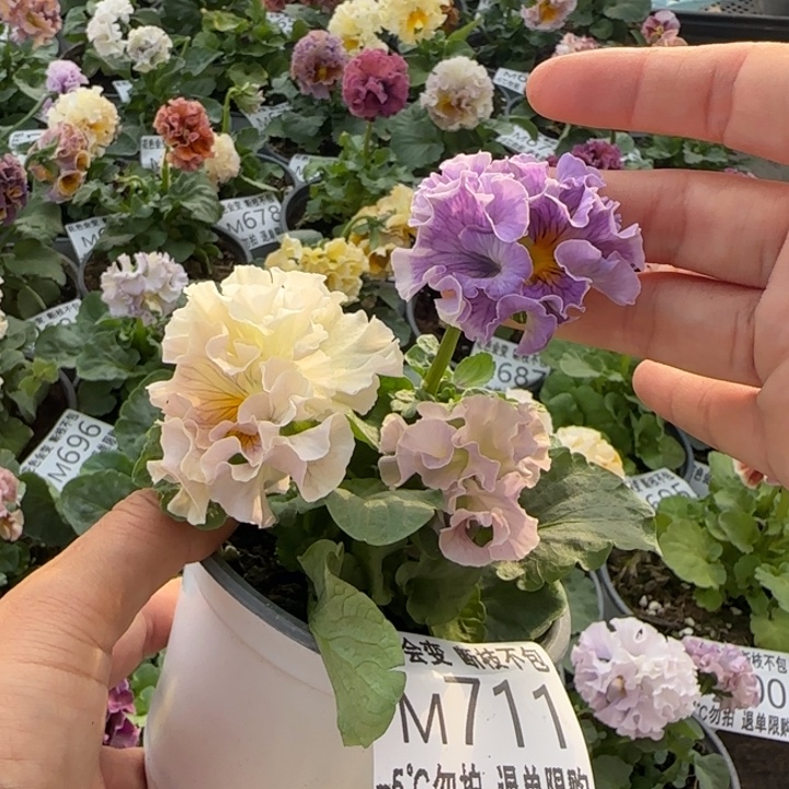 无花朵M711小苗默认苗晃零下5勿拍