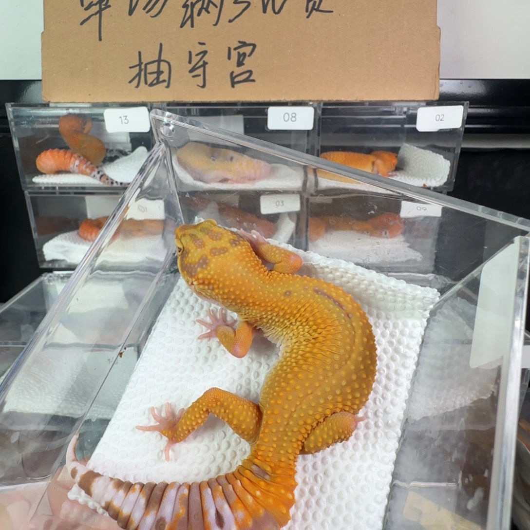 豹纹守宫无纹橘化暴龙妹妹