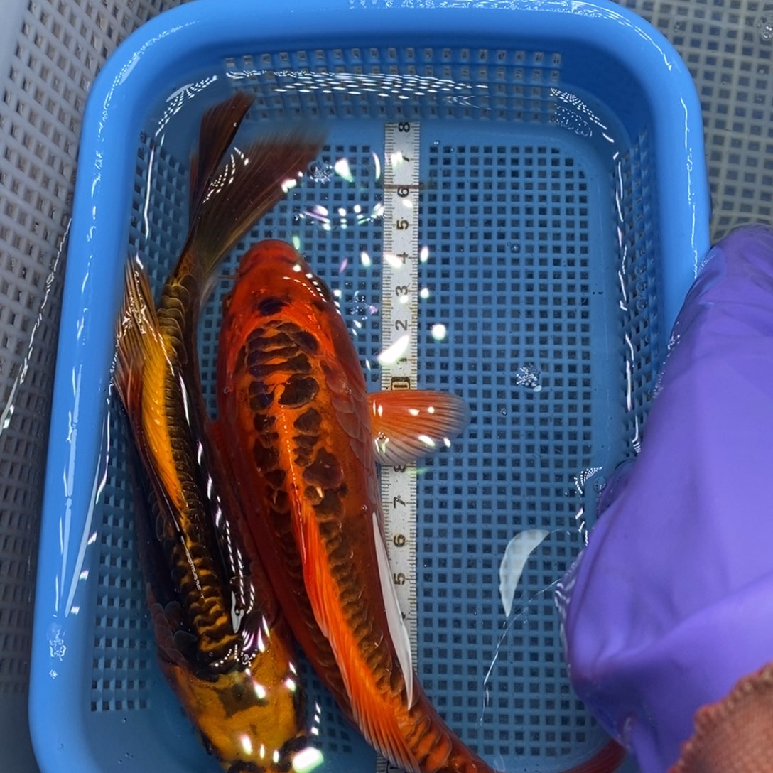 锦鲤冷水锦鲤包邮