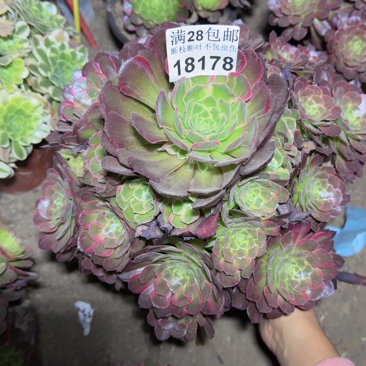 18178安娜多肉植物