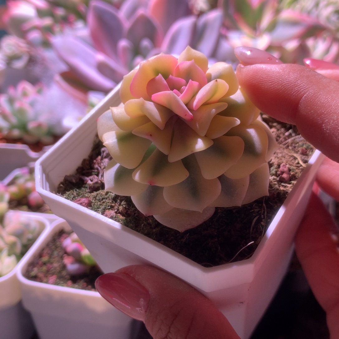 开播福利雪精灵覆轮锦有根