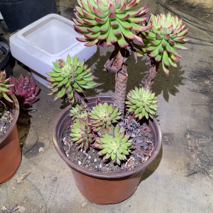 呦***呦红辉殿多肉一物一拍