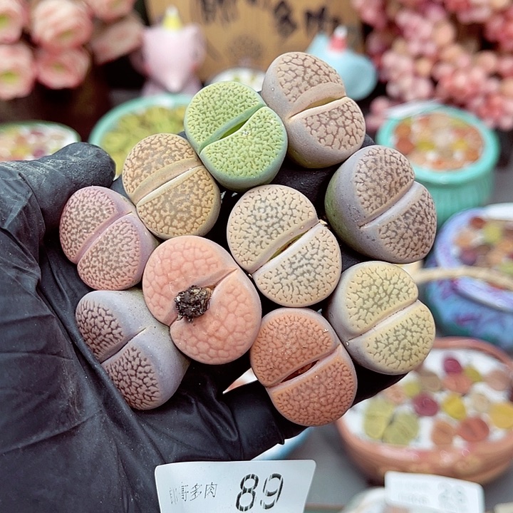 生石花满18包邮6-89