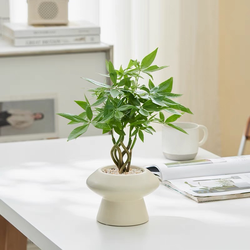 奇趣发财树盆栽花卉四季植物办公室室内客厅桌面绿植办公桌招财