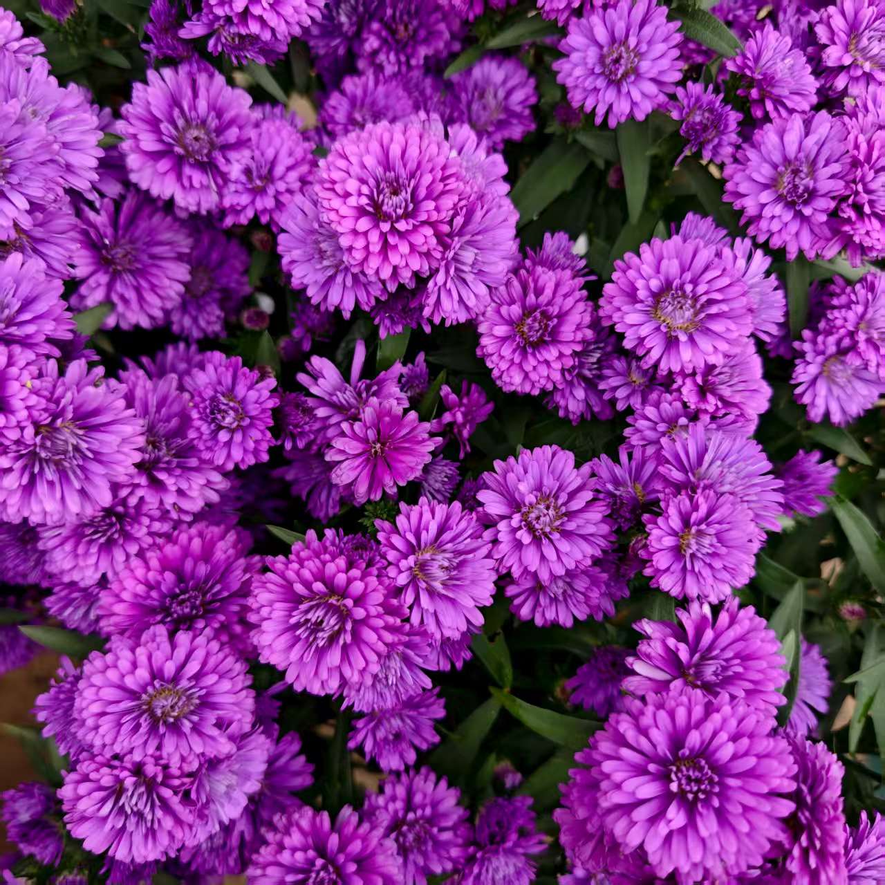  翠菊紫菀 紫色 花量大 阳台庭院盆栽地栽 室内室外多年生植物