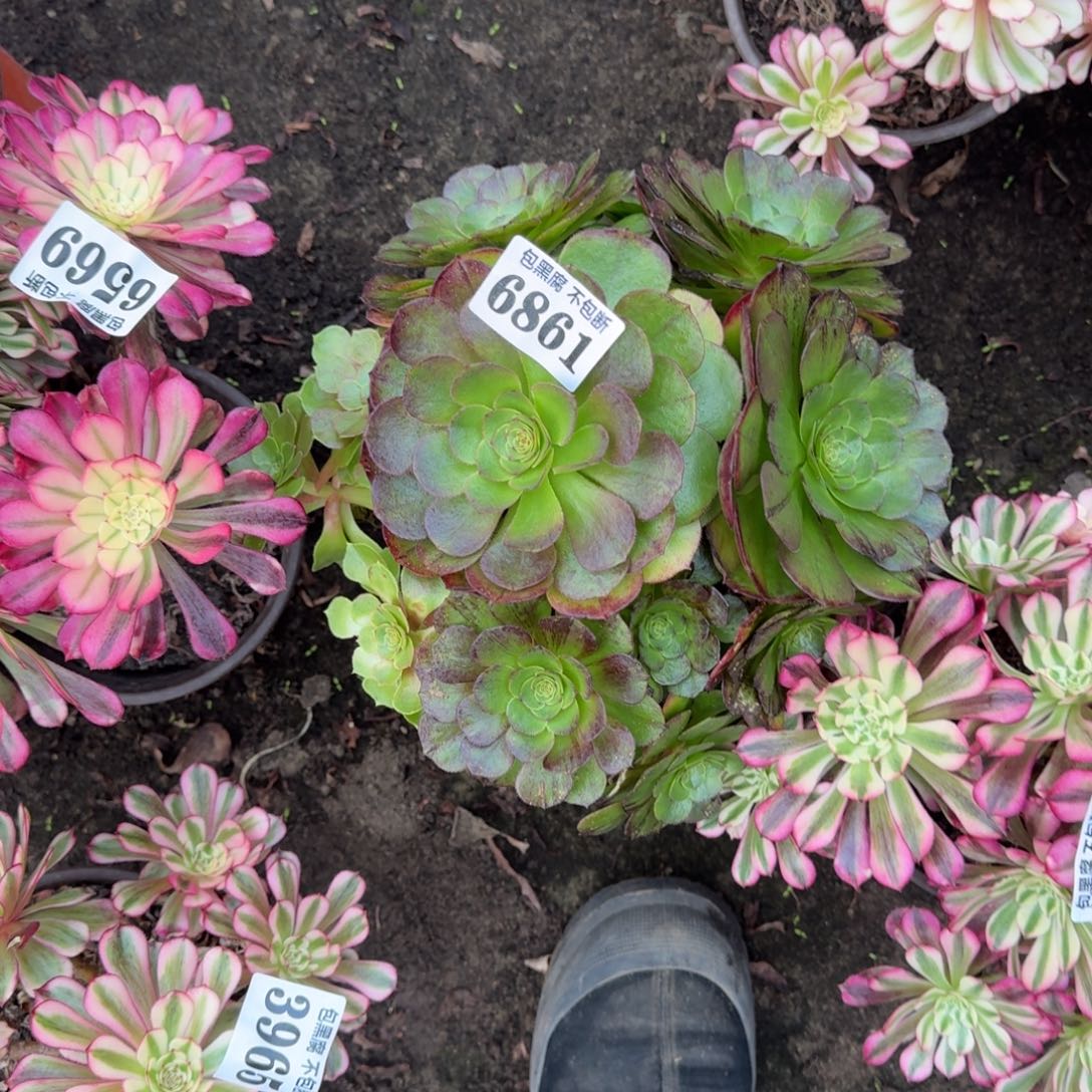 法师墨染6861 19-35