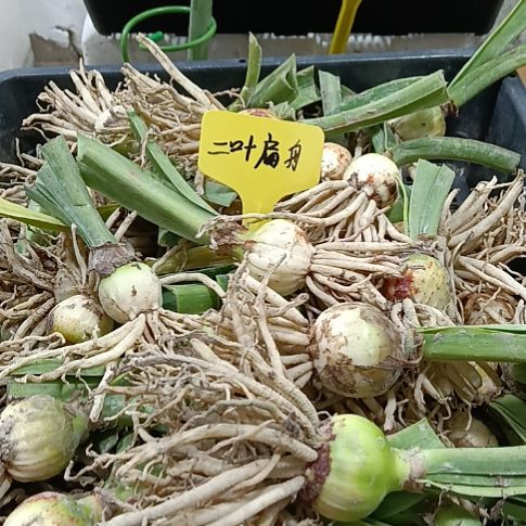 无花朵一叶扁舟2-3发一个