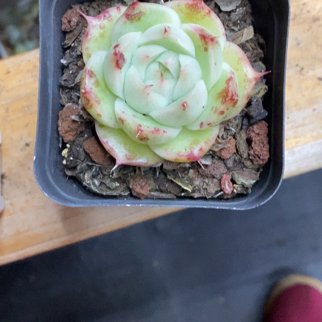 小***宝精品多肉一物一一拍不包整261