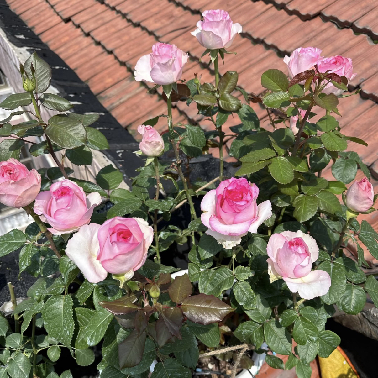 浓香【贝拉维塔】切花月季 直立性耐热抗病 1加2.5L根接云南发货