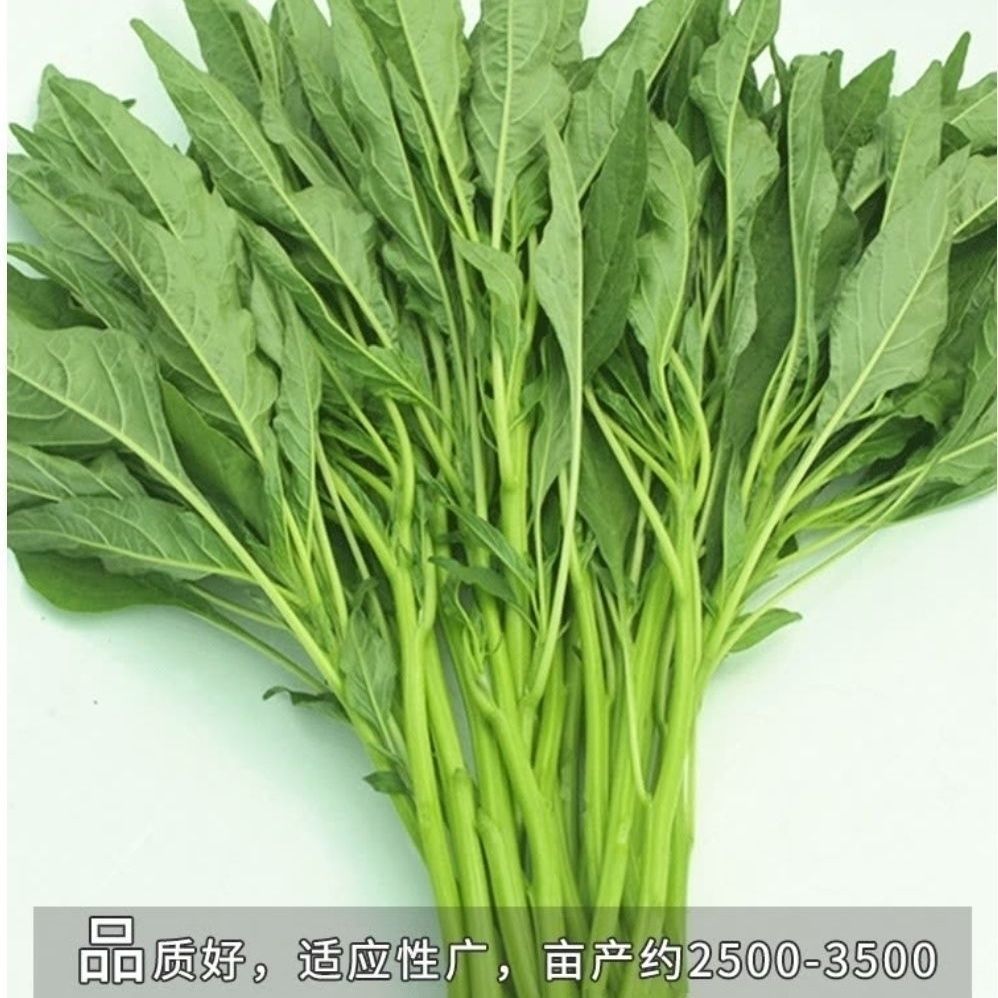 【摘完又长】青柳叶苋菜种子抗高温耐老苋菜种子四季速生耐寒种子