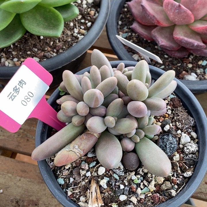 D080- 直播福利 象牙