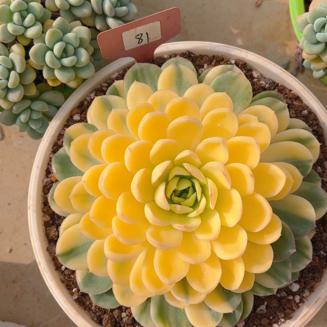 福利来啦打榜啦打榜啦打