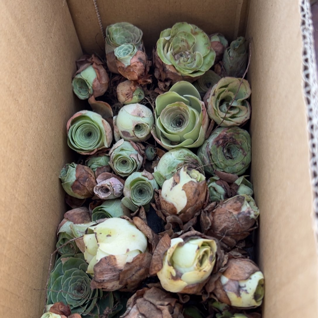 陈陈805山地玫瑰多品种混无售后