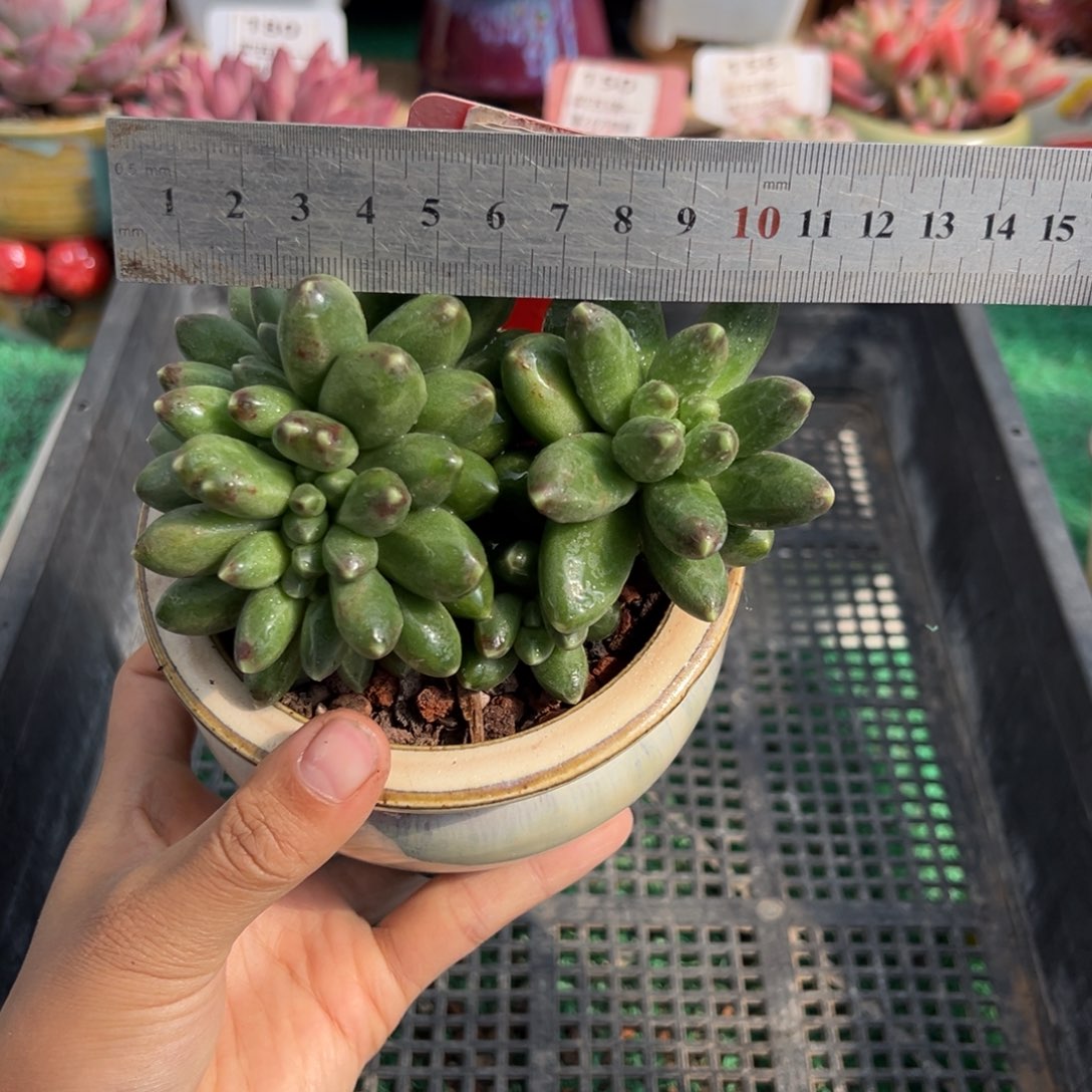 表妹精品多肉植物102.