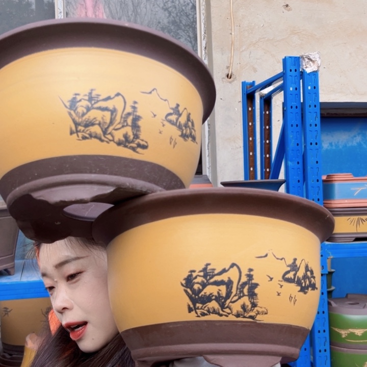 25+25黄三角金钟花盆花盆