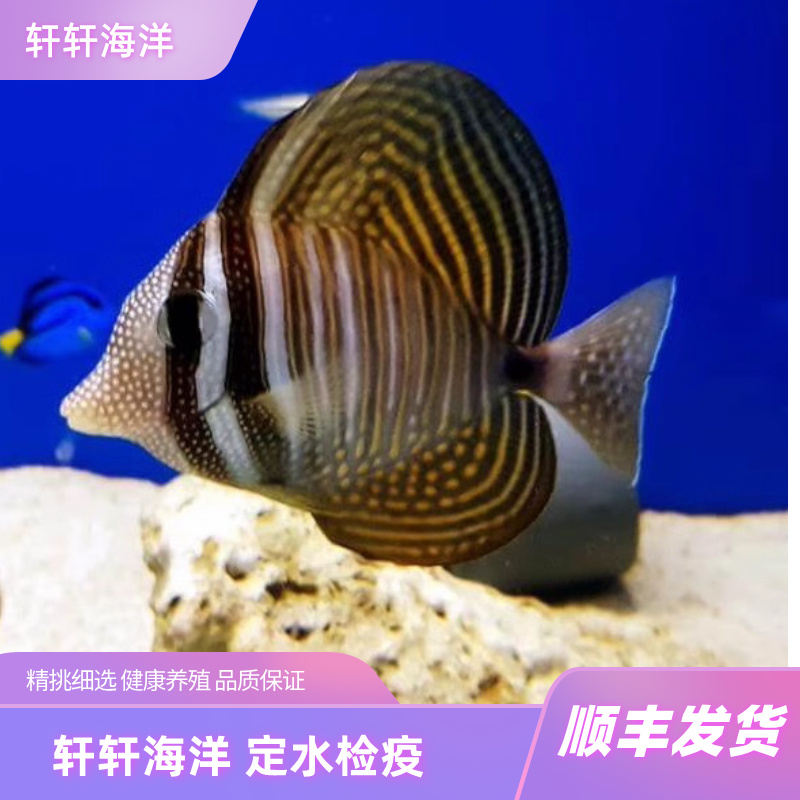 珍珠大帆海水观赏鱼