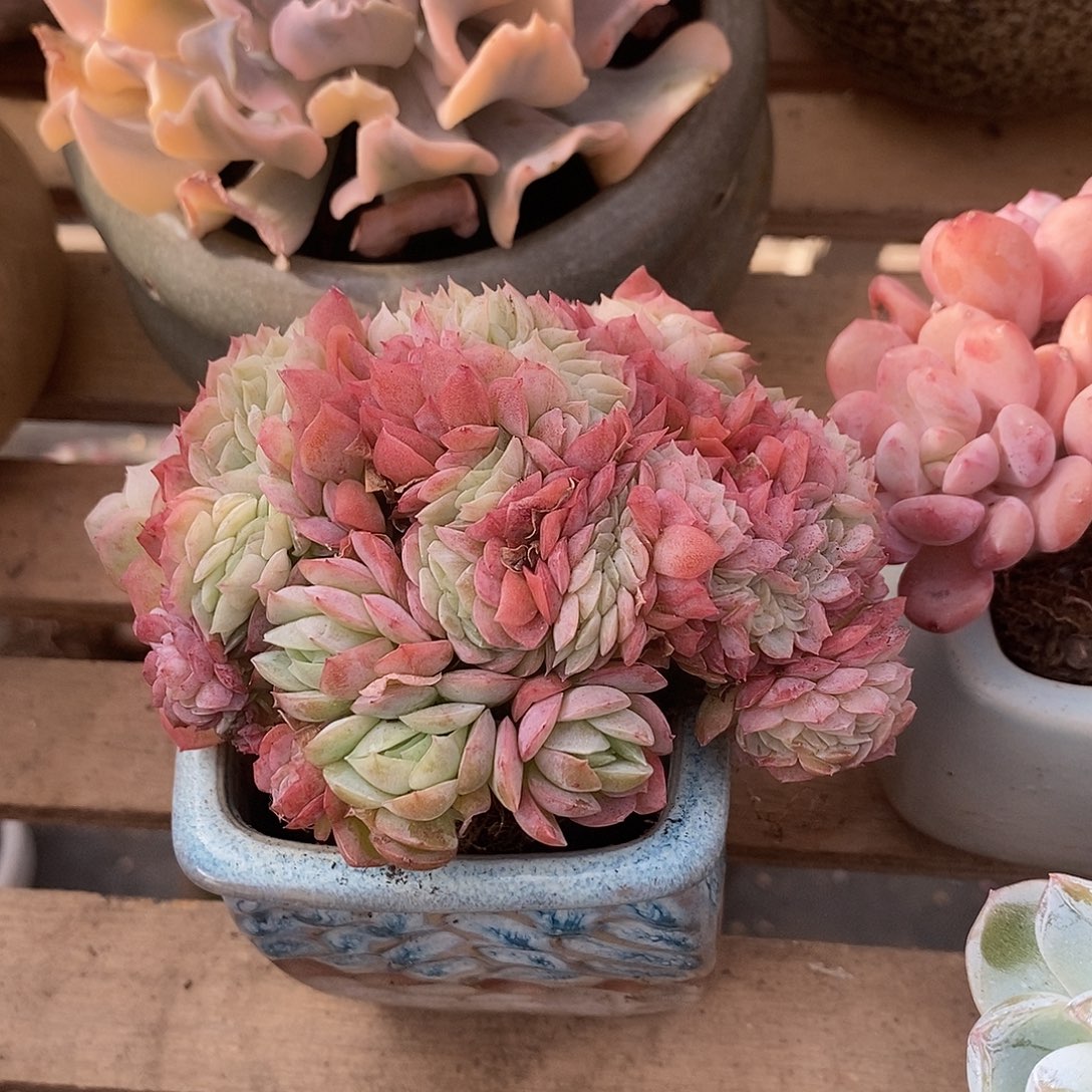 多肉植物肉肉植物