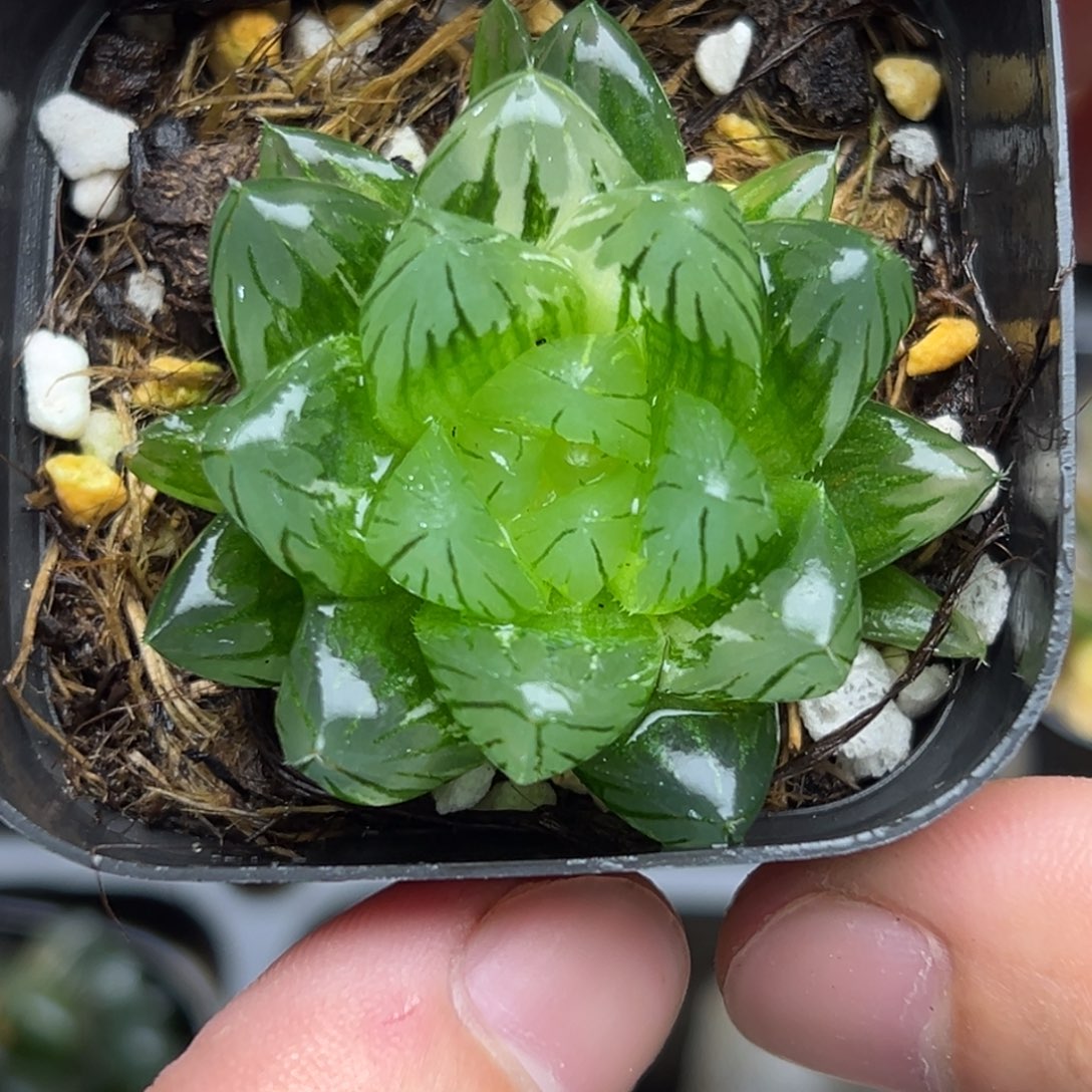 138龙鳞玉露锦一物一拍