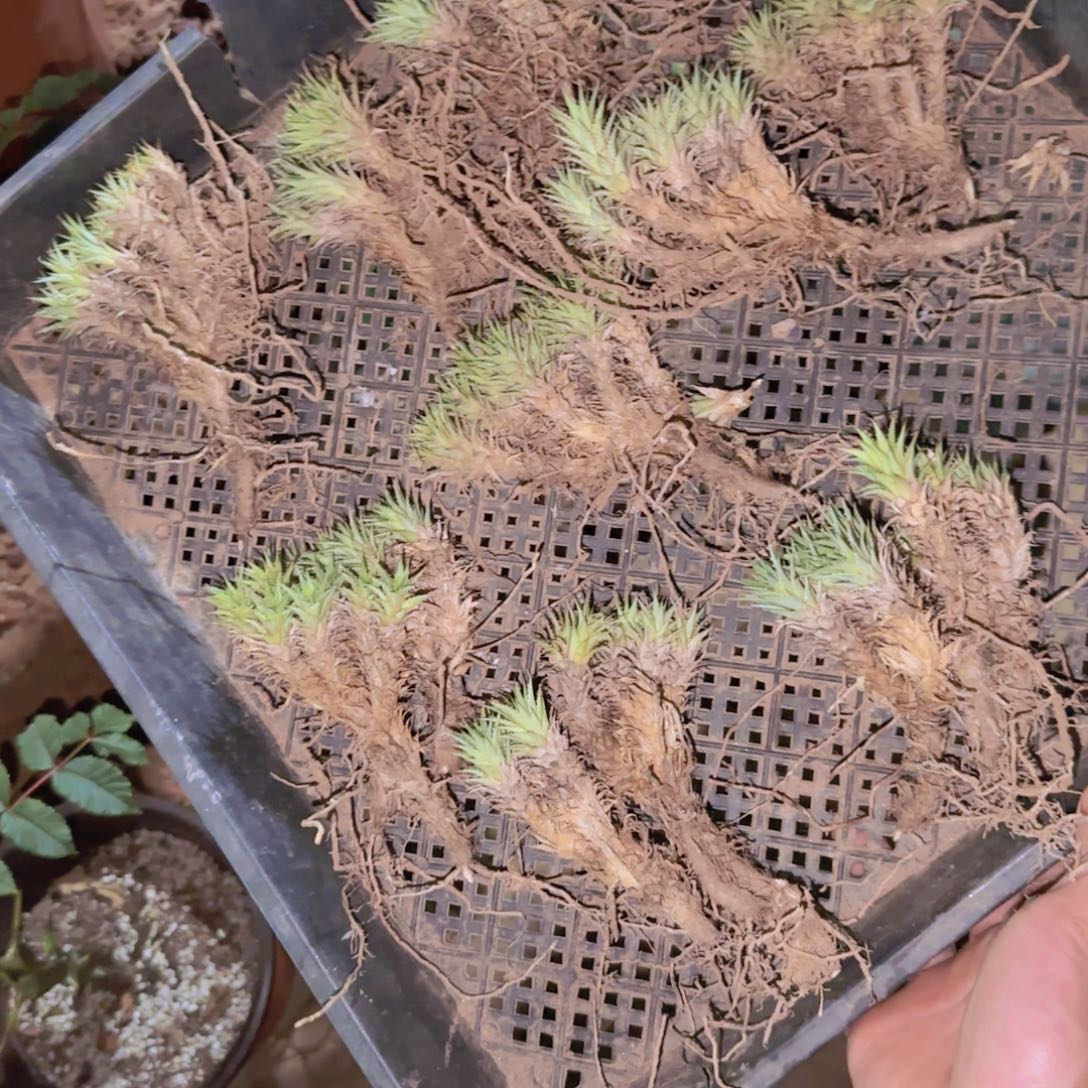 块根植物块根植物