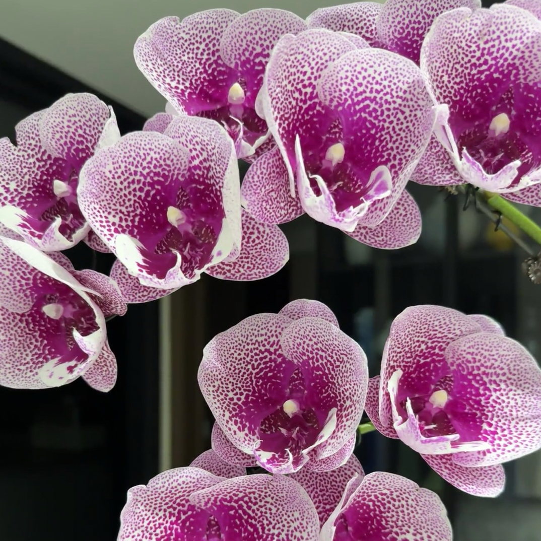 蝴蝶兰【超群锦鲤】2.8寸杯带花剑，没有开花