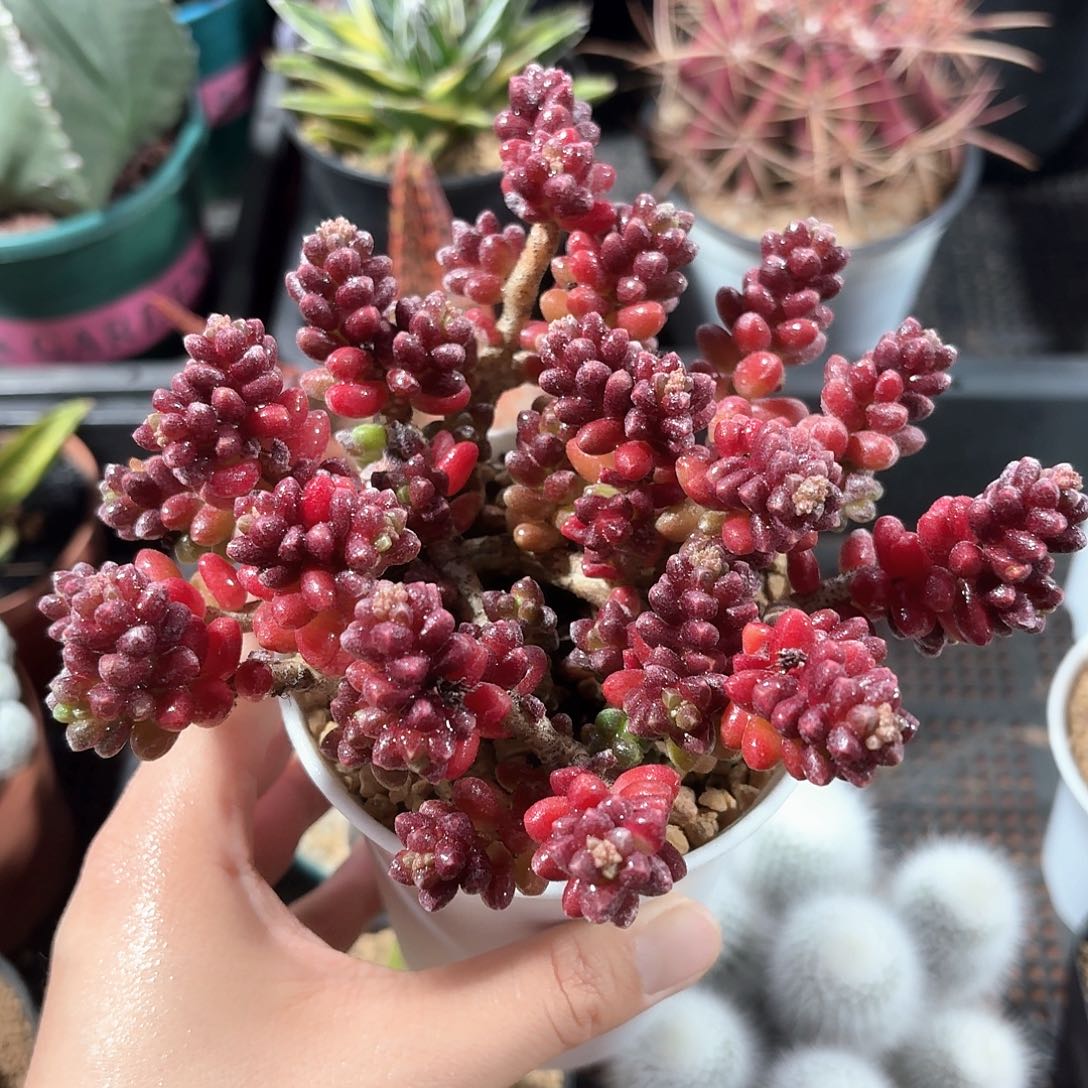 红珊瑚仙人球123