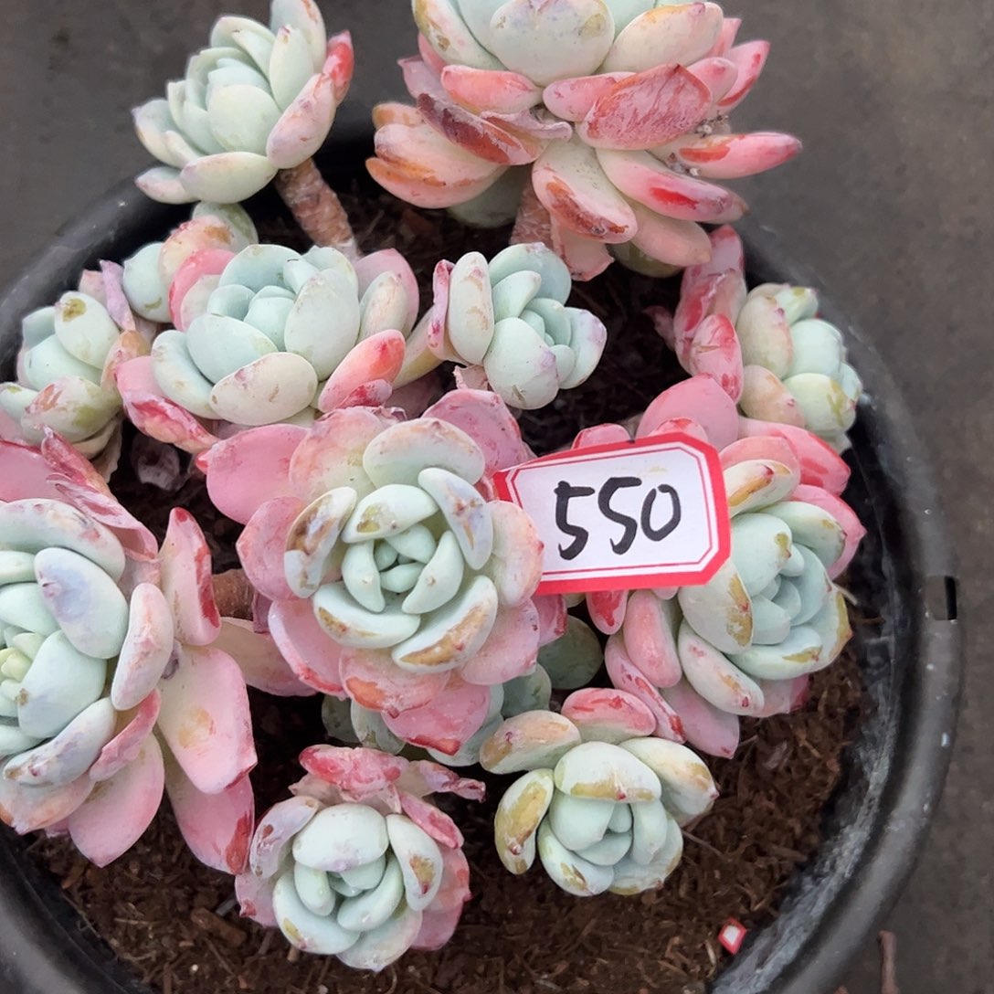 550号冷香，一物一