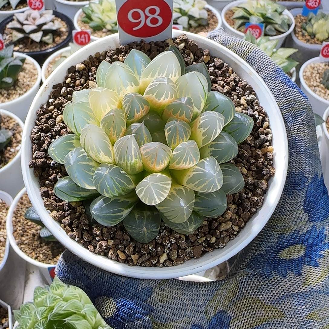 98号糊斑霓虹灯 7.3 厘米左右一物一拍带盆发货