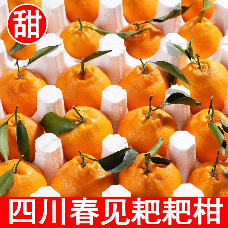 正宗四川春见粑粑柑橘子鲜嫩多汁爽口当季水果