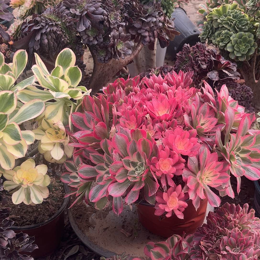 1男神法师多肉植物