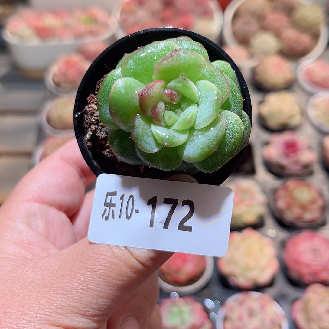 乐10-172 朝露珍妮 